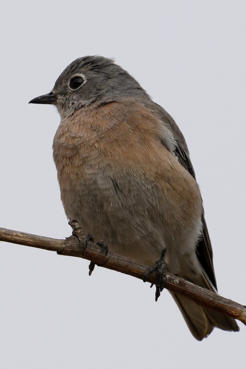 Western Bluebird - ML624205310