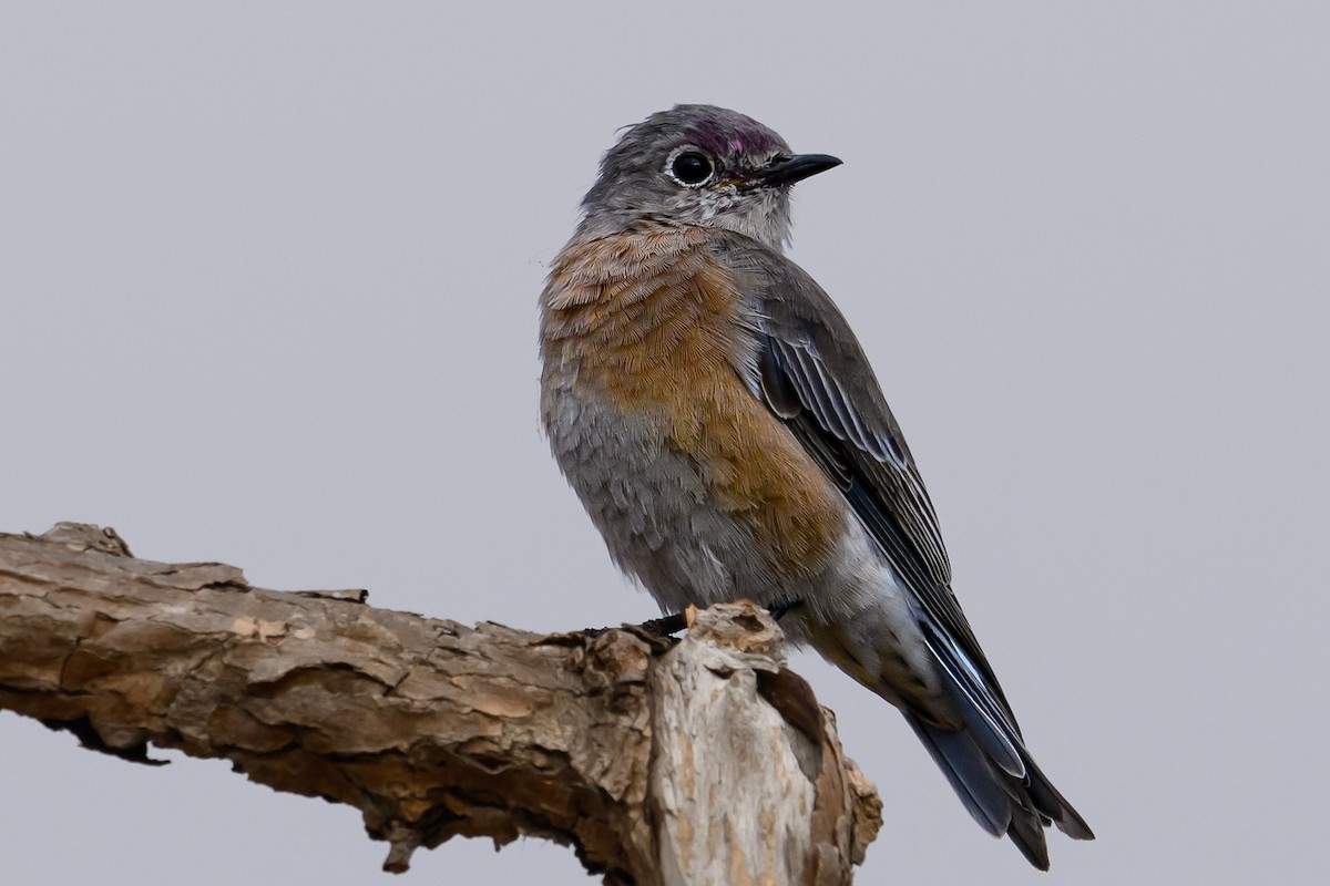 Western Bluebird - ML624205311