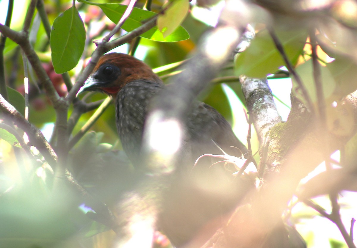 Variable Chachalaca - ML624205315