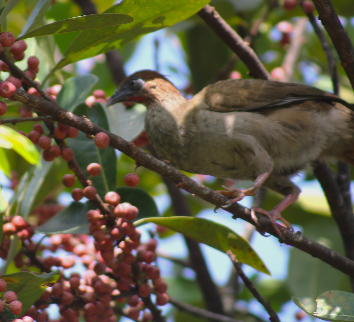 Variable Chachalaca - ML624205316