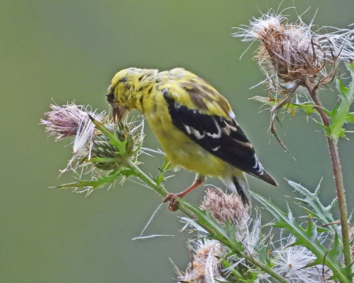 American Goldfinch - ML624205317