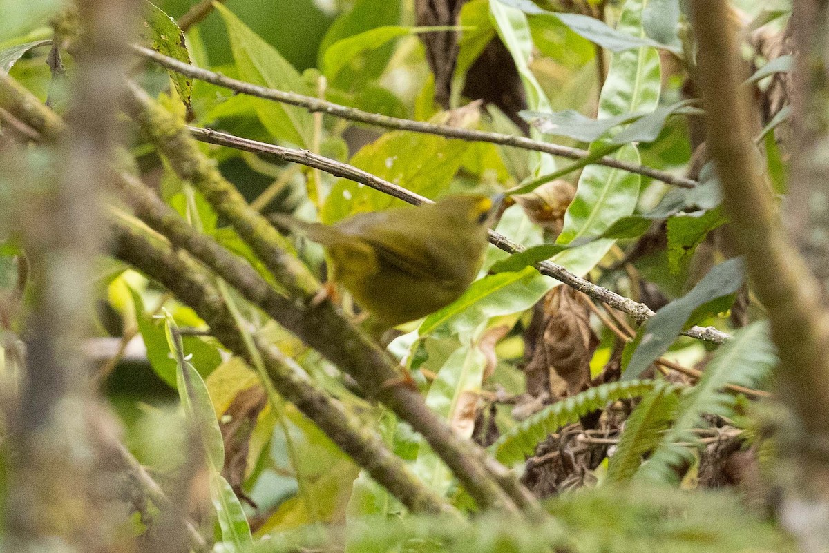 Pale-legged Warbler - ML624205320