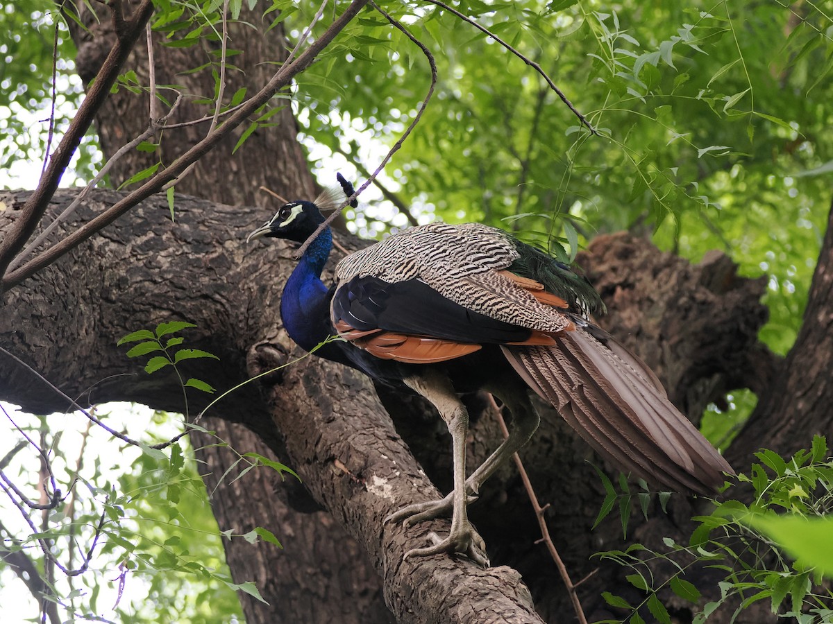 Indian Peafowl - ML624205330