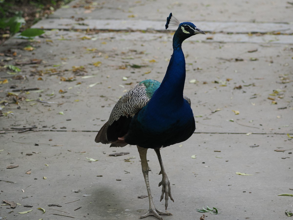 Indian Peafowl - ML624205331