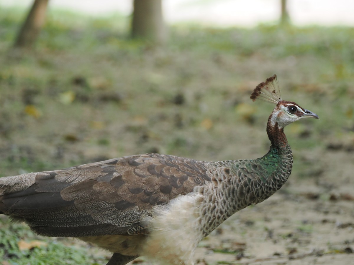 Indian Peafowl - ML624205332