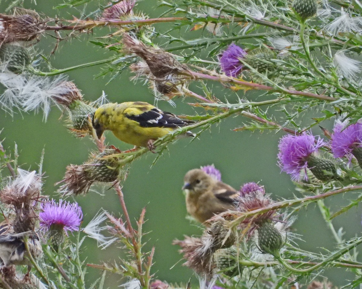 American Goldfinch - ML624205356