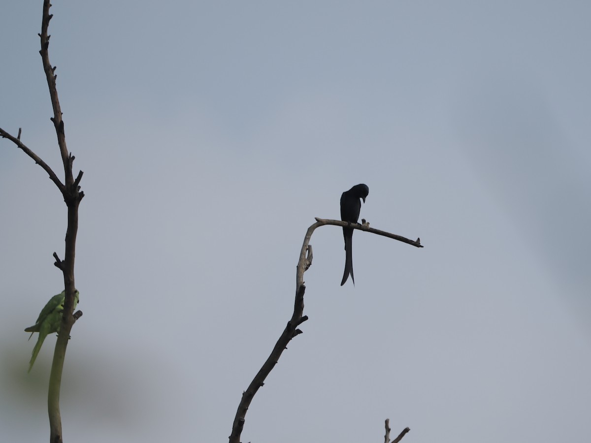 svartdrongo - ML624205361