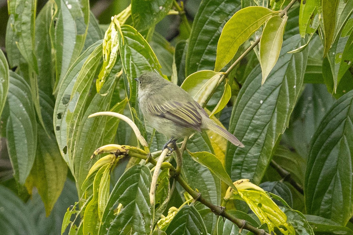 Bolivian Tyrannulet - ML624205382