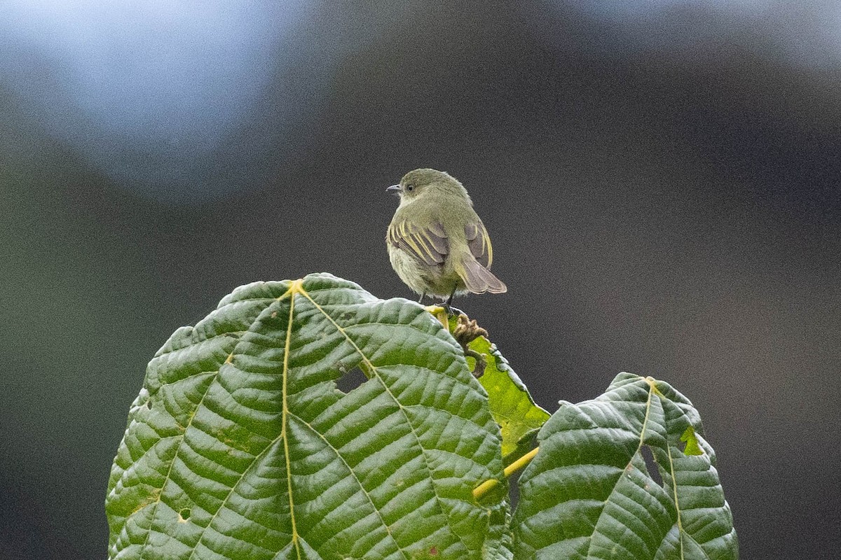 Bolivian Tyrannulet - ML624205383