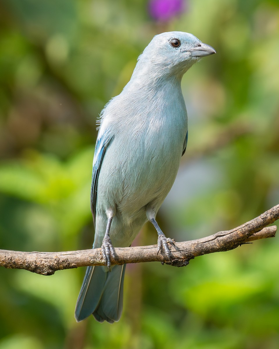 Blue-gray Tanager - Patrick Van Thull