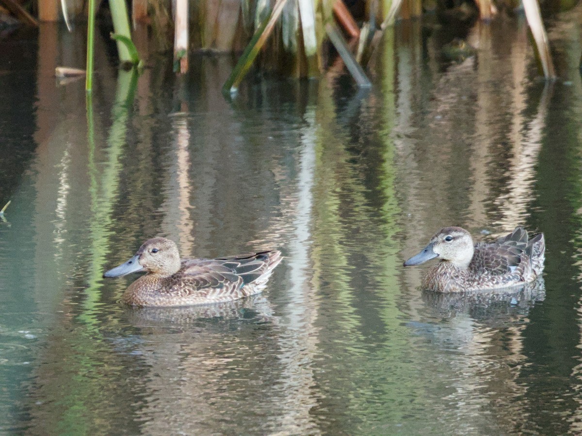 Blue-winged Teal - ML624205418