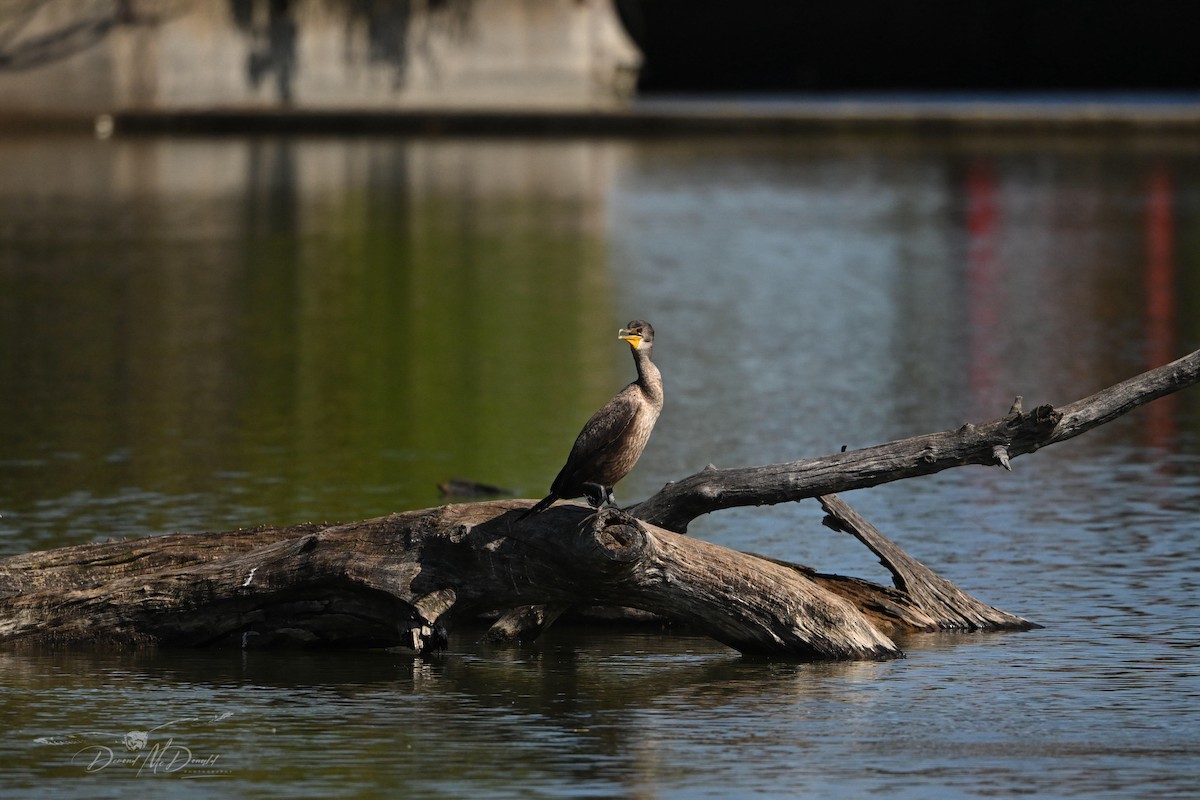 Double-crested Cormorant - ML624205433