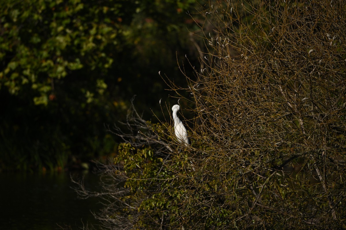 Great Egret - ML624205435