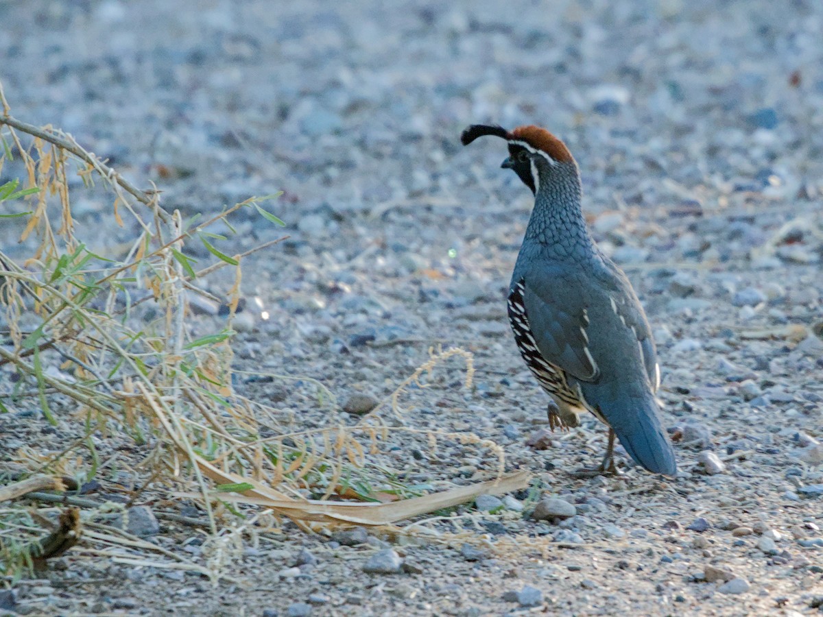 Gambel's Quail - ML624205438