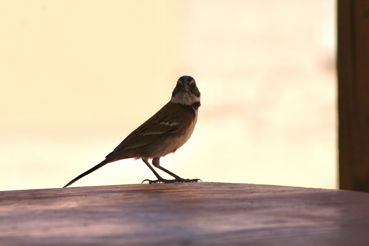 Rufous-collared Sparrow - ML624205439