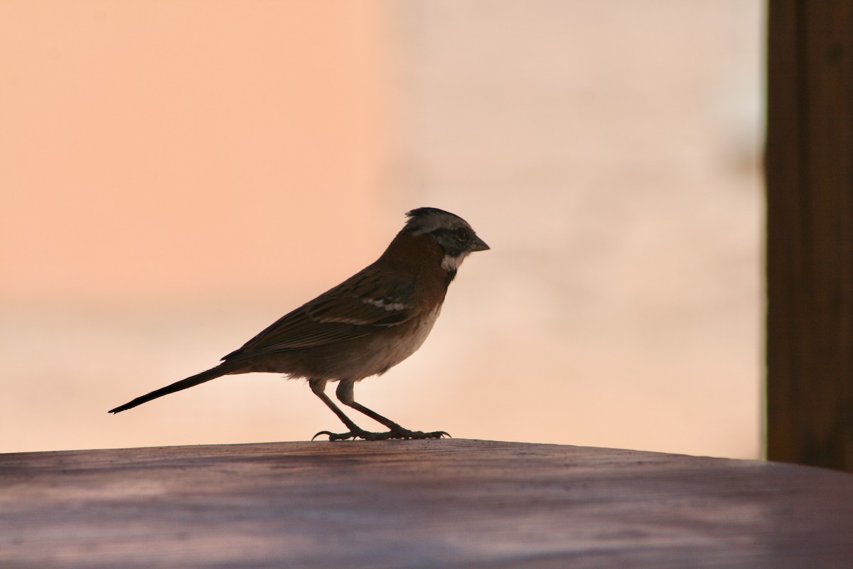 Rufous-collared Sparrow - ML624205440