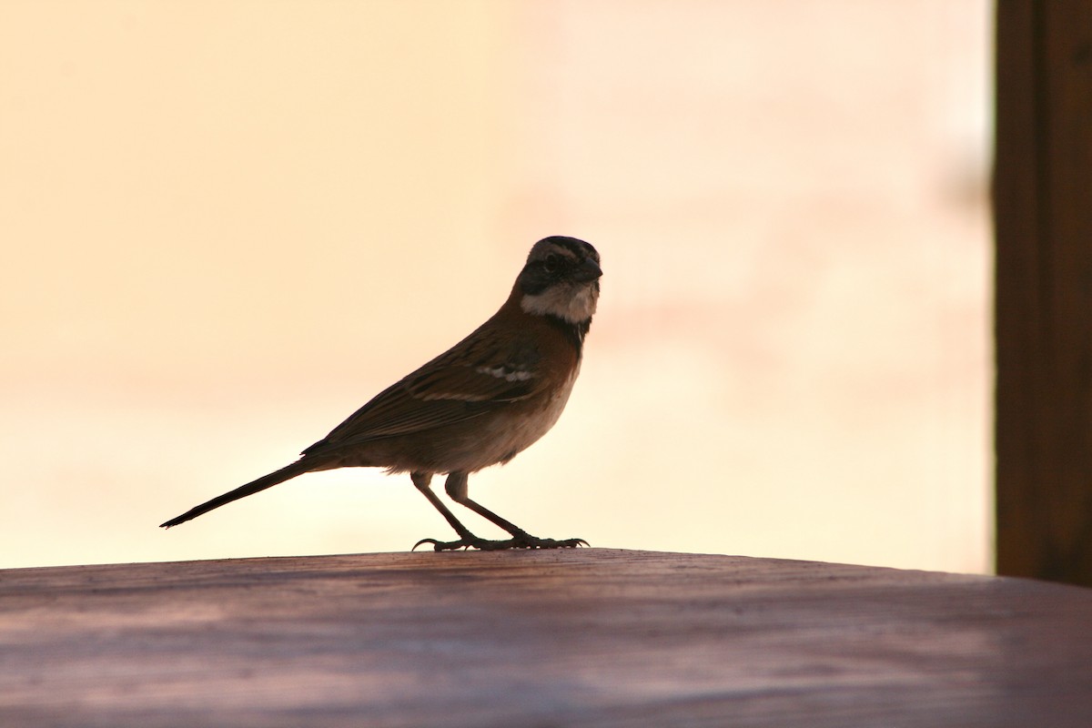 Rufous-collared Sparrow - ML624205441
