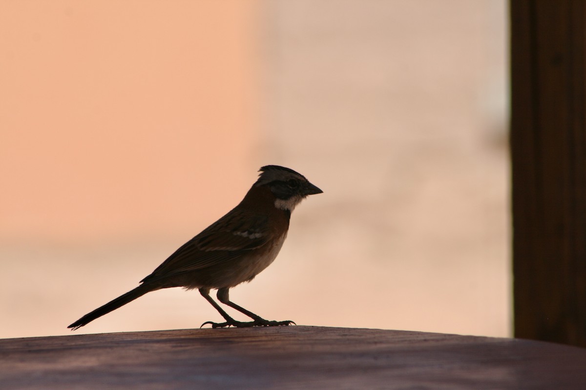 Rufous-collared Sparrow - ML624205442