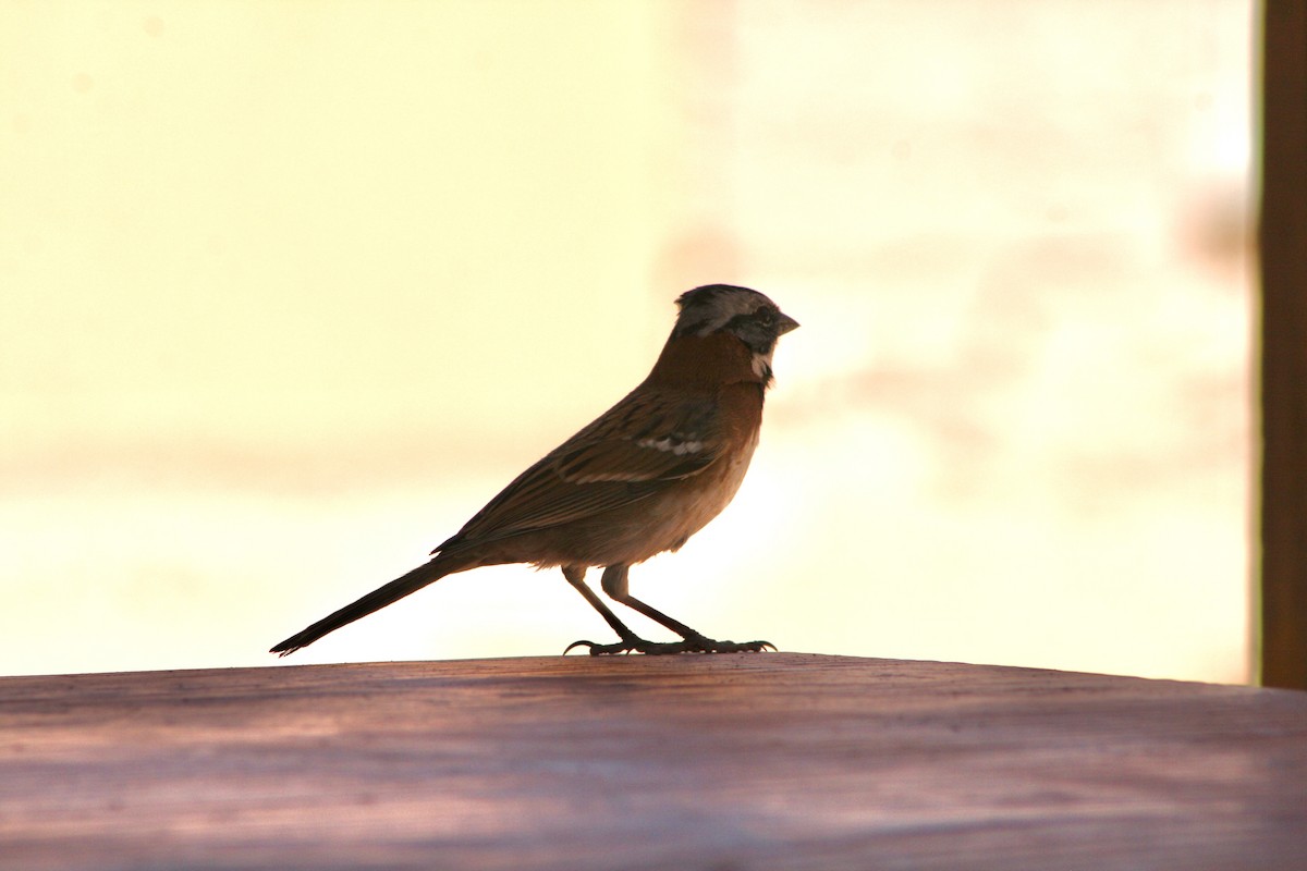 Rufous-collared Sparrow - ML624205443