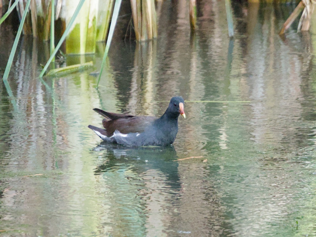 Common Gallinule - ML624205446