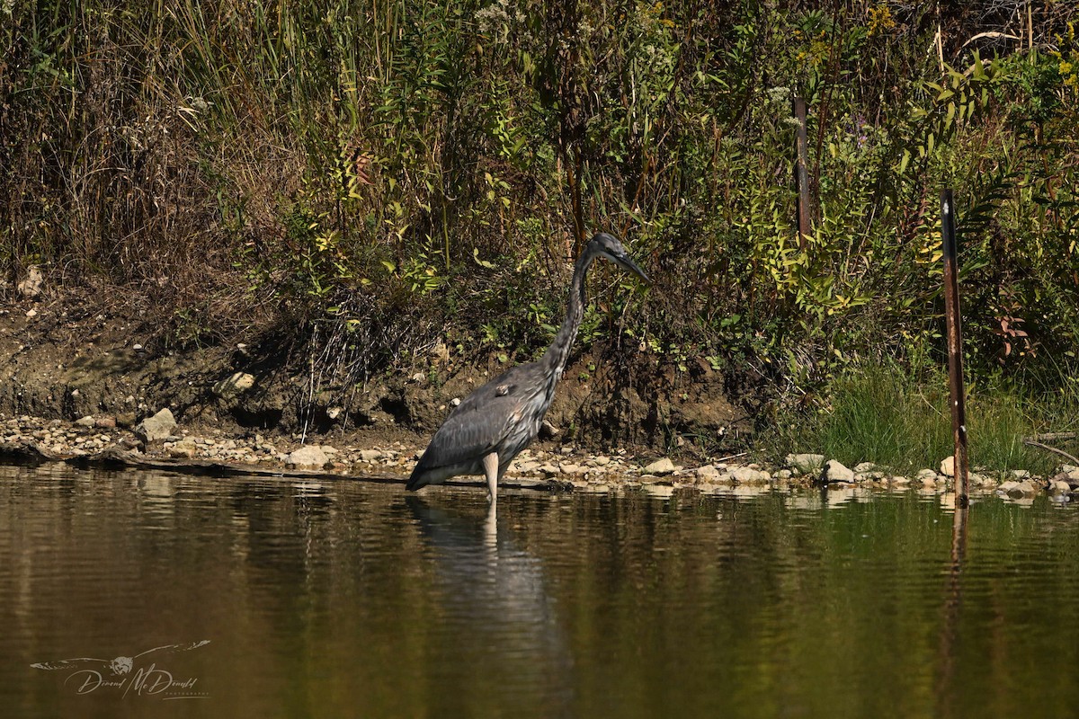 Great Blue Heron - ML624205449