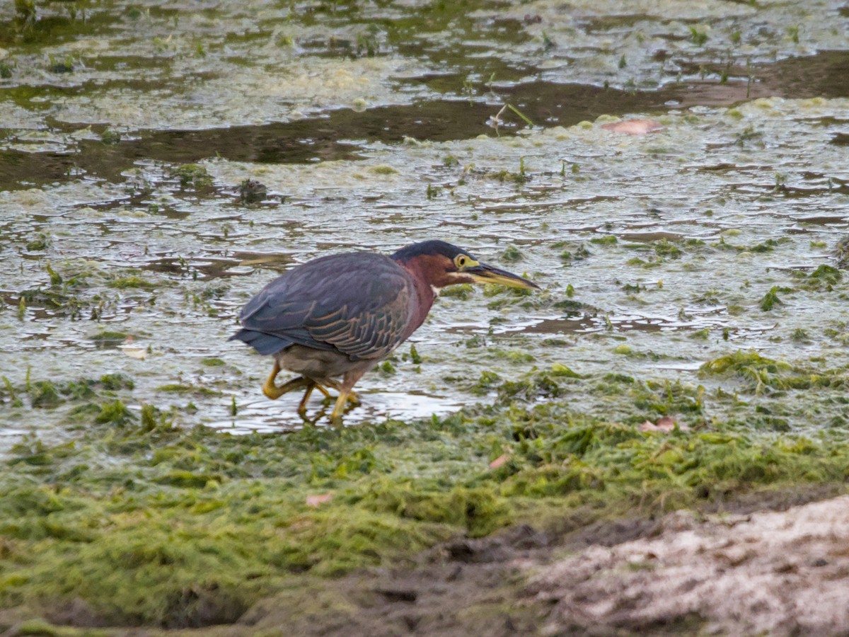 Green Heron - ML624205450