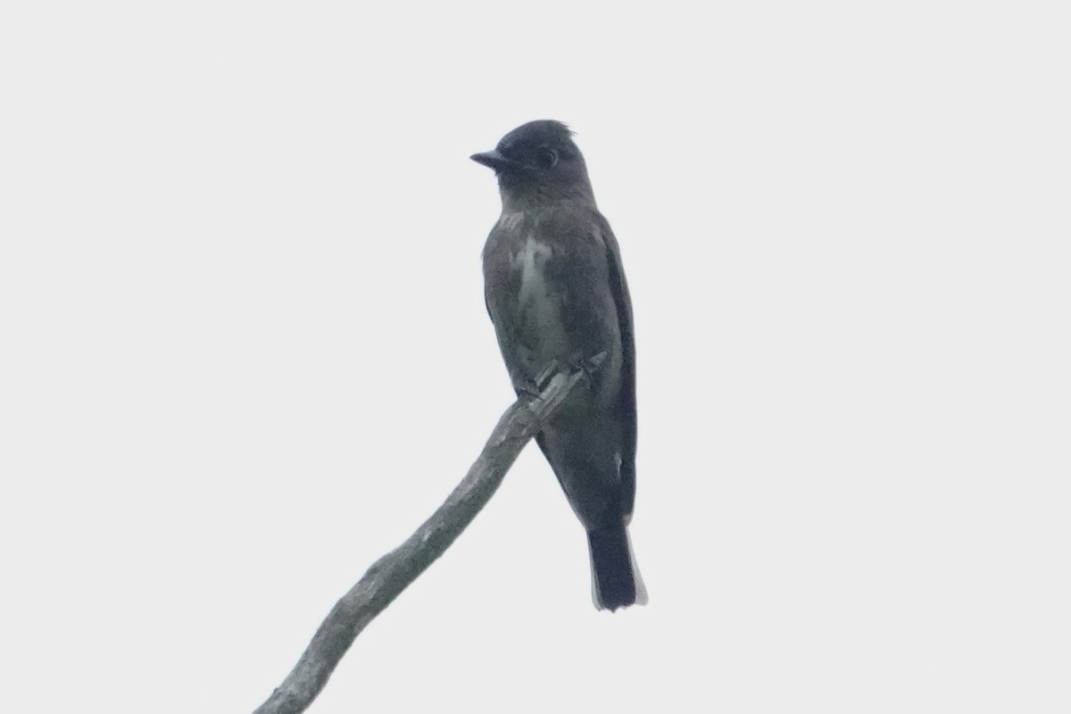 Olive-sided Flycatcher - ML624205451