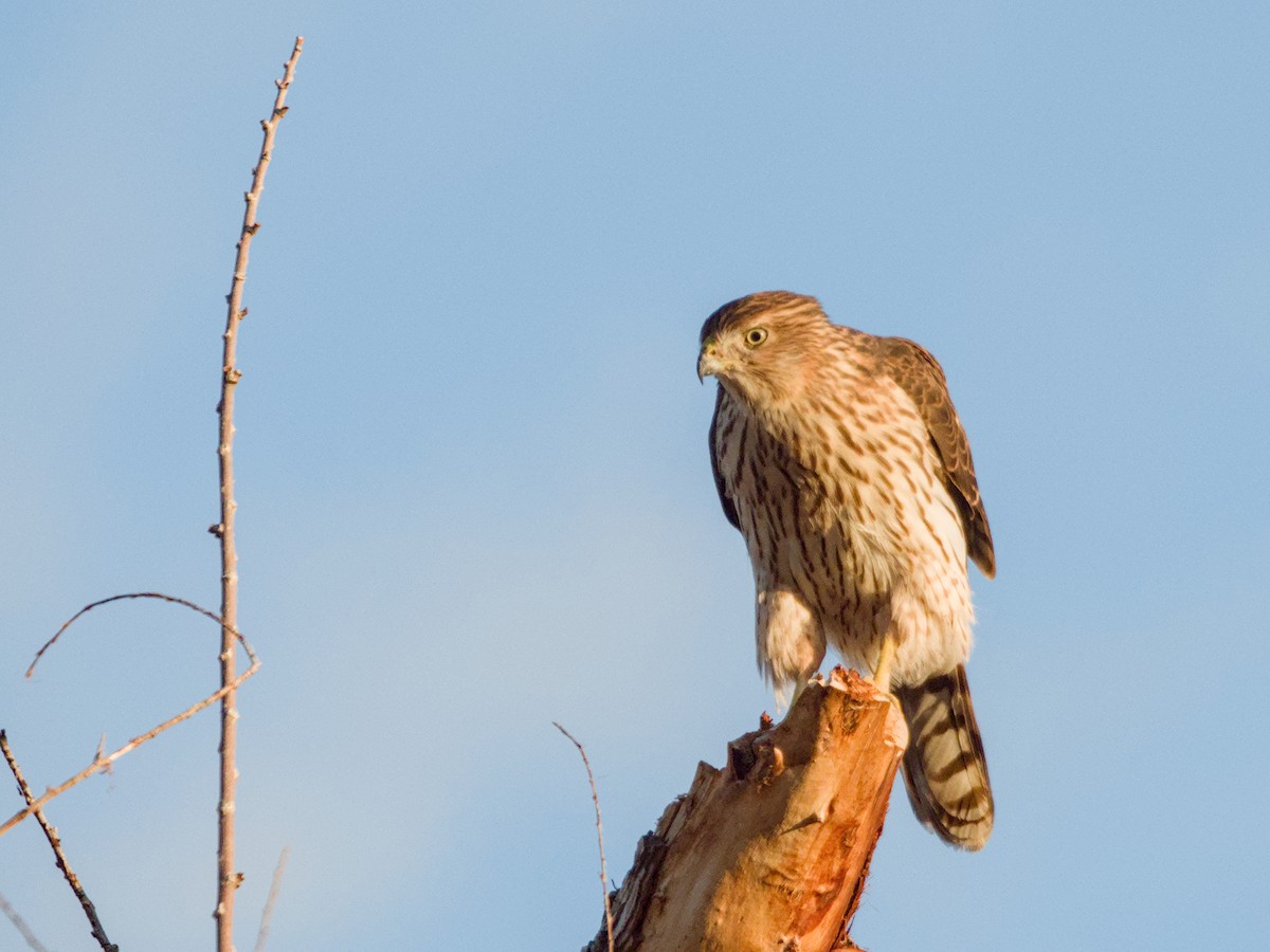 Cooper's Hawk - ML624205464