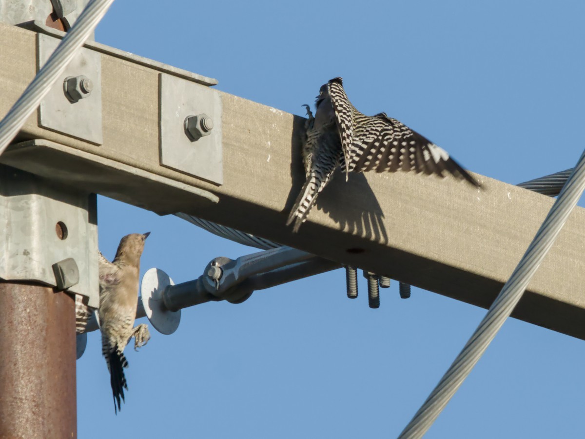 Gila Woodpecker - ML624205472