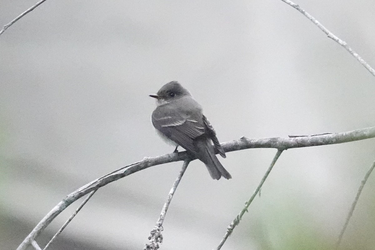 Western Wood-Pewee - ML624205474