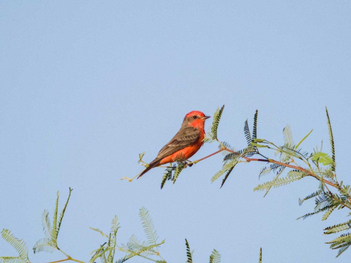 Vermilion Flycatcher - ML624205476