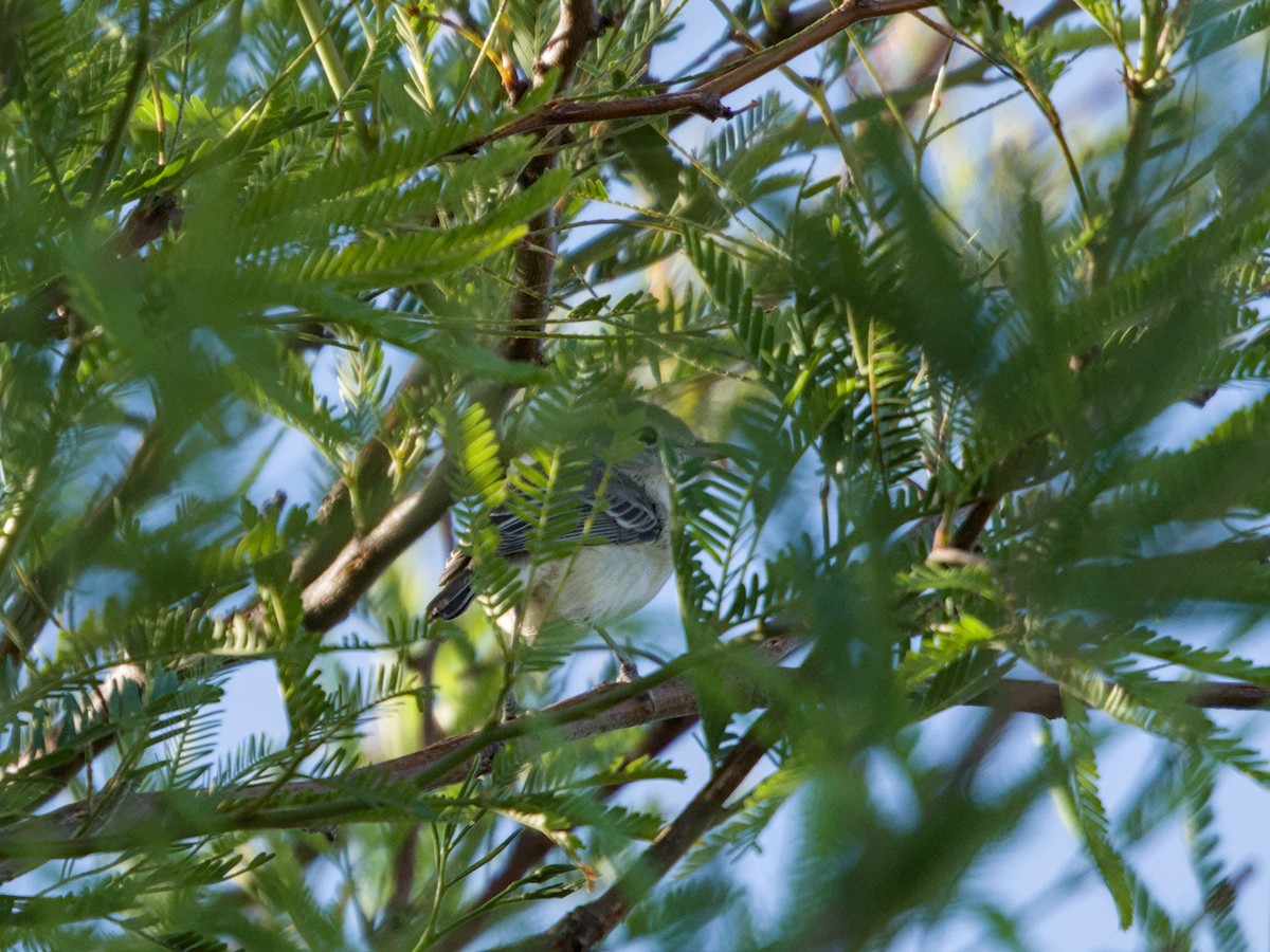 Bell's Vireo - ML624205477