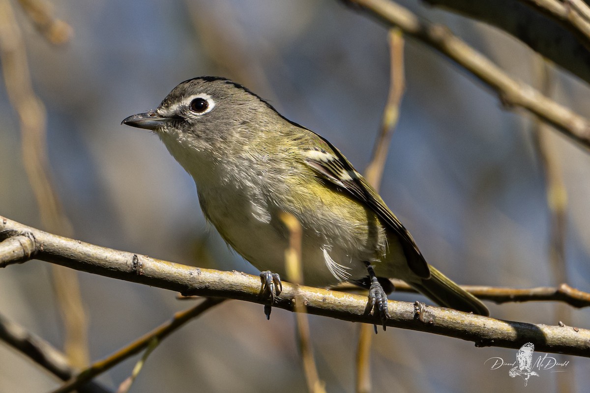 Blue-headed Vireo - ML624205478