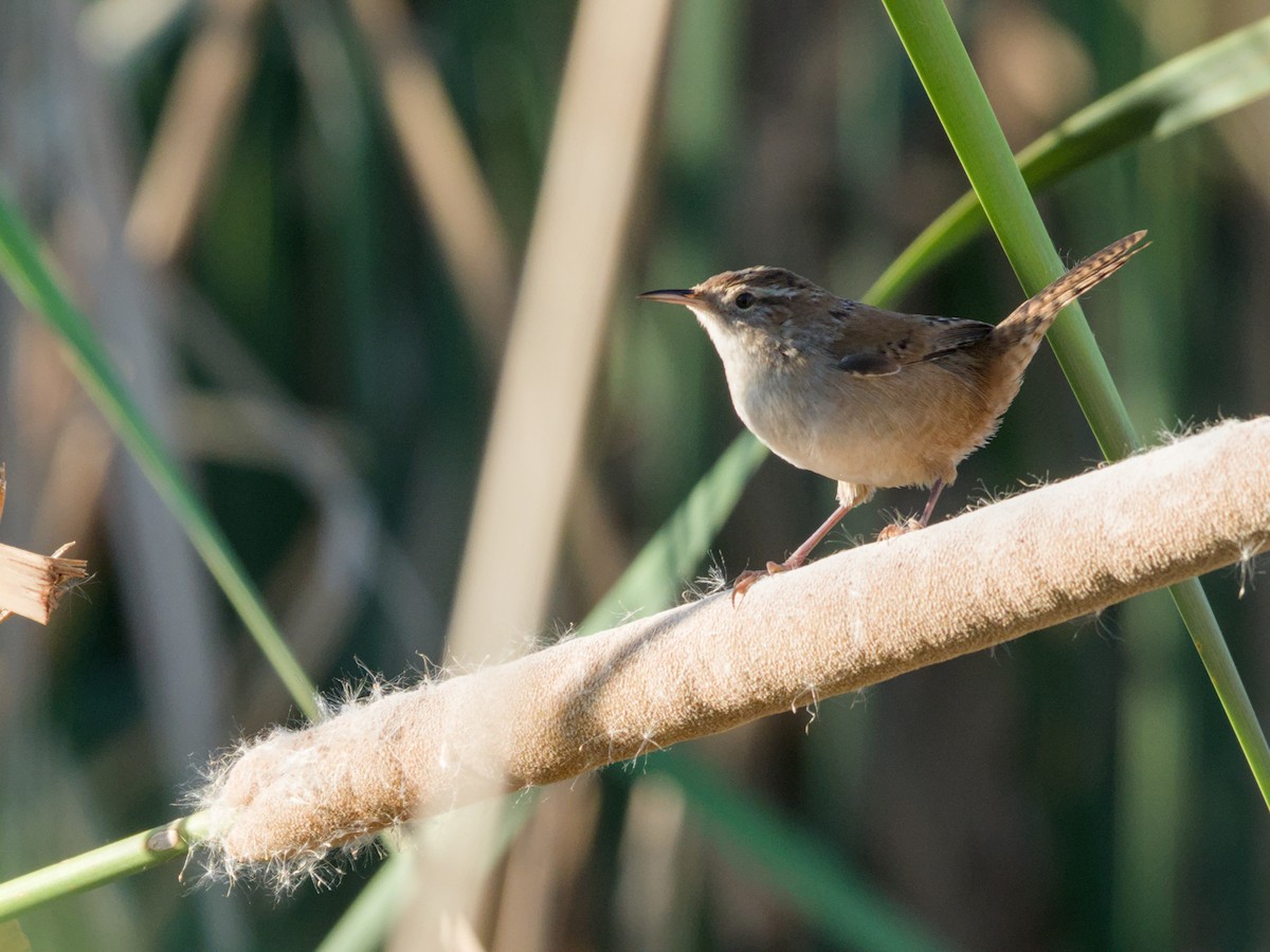 Marsh Wren - ML624205480