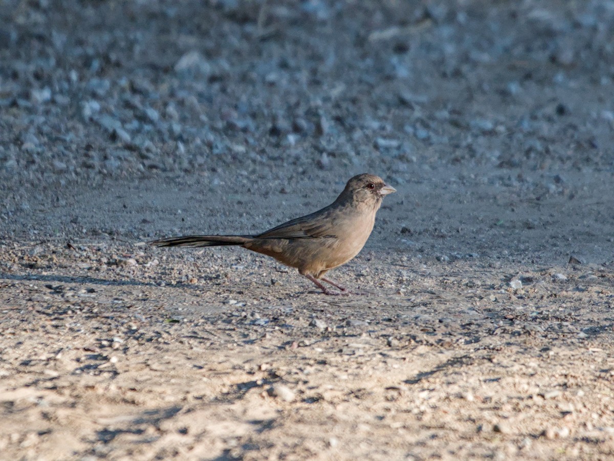 Abert's Towhee - ML624205481