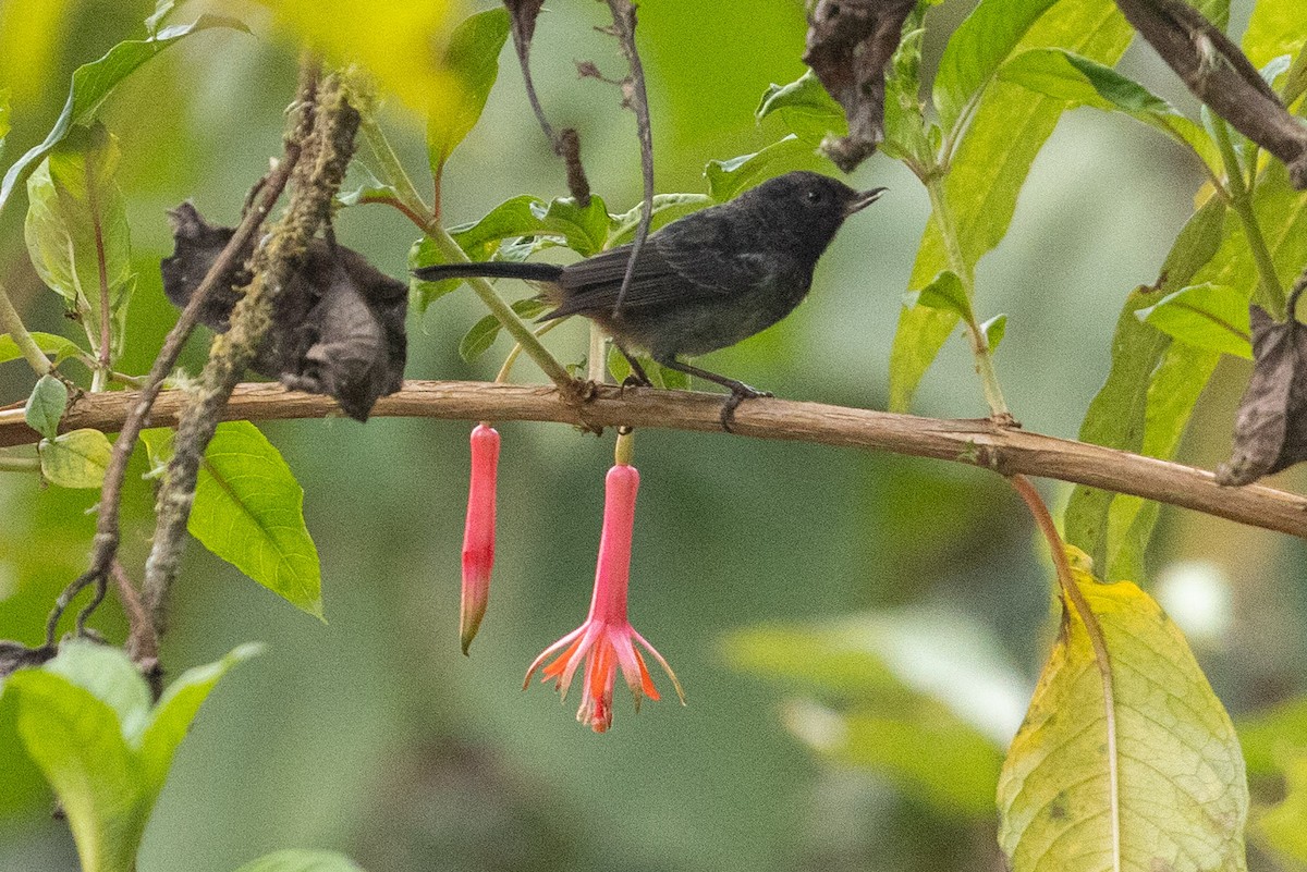 Gray-bellied Flowerpiercer - ML624205482