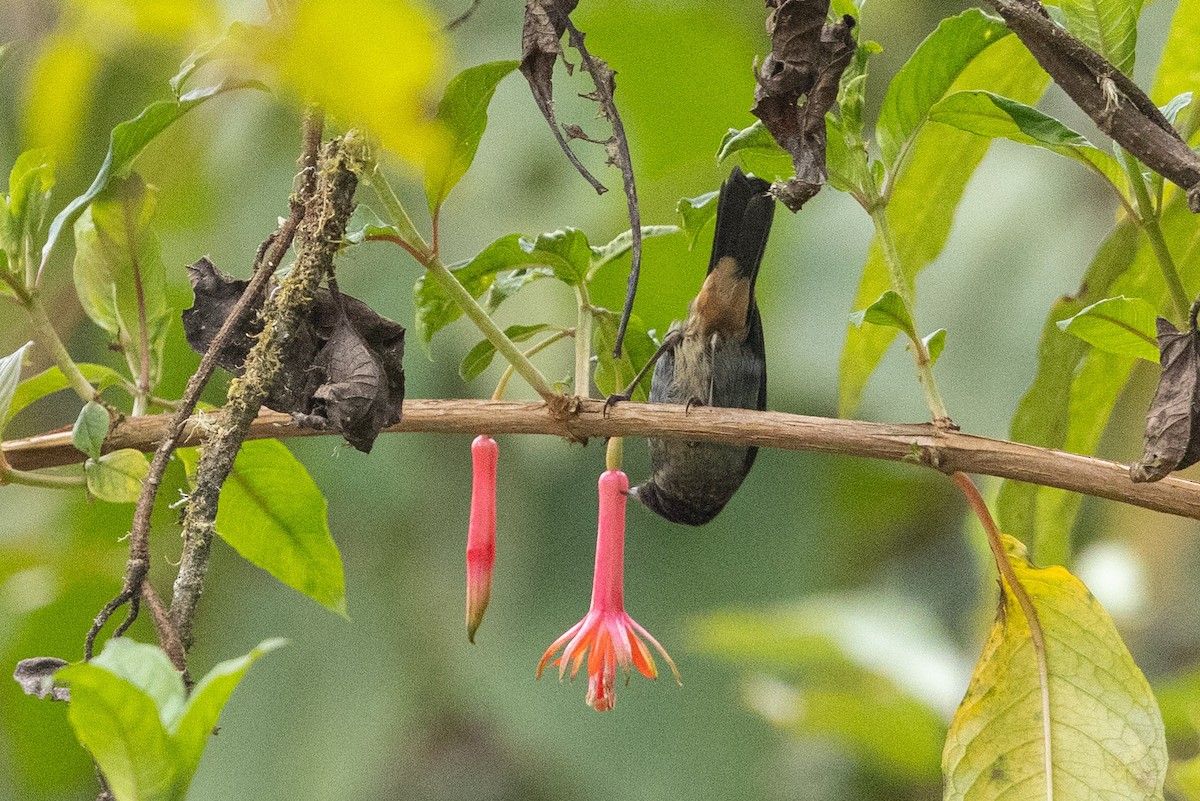 Gray-bellied Flowerpiercer - ML624205483