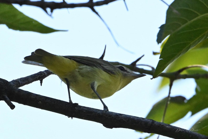 Philadelphia Vireo - ML624205486