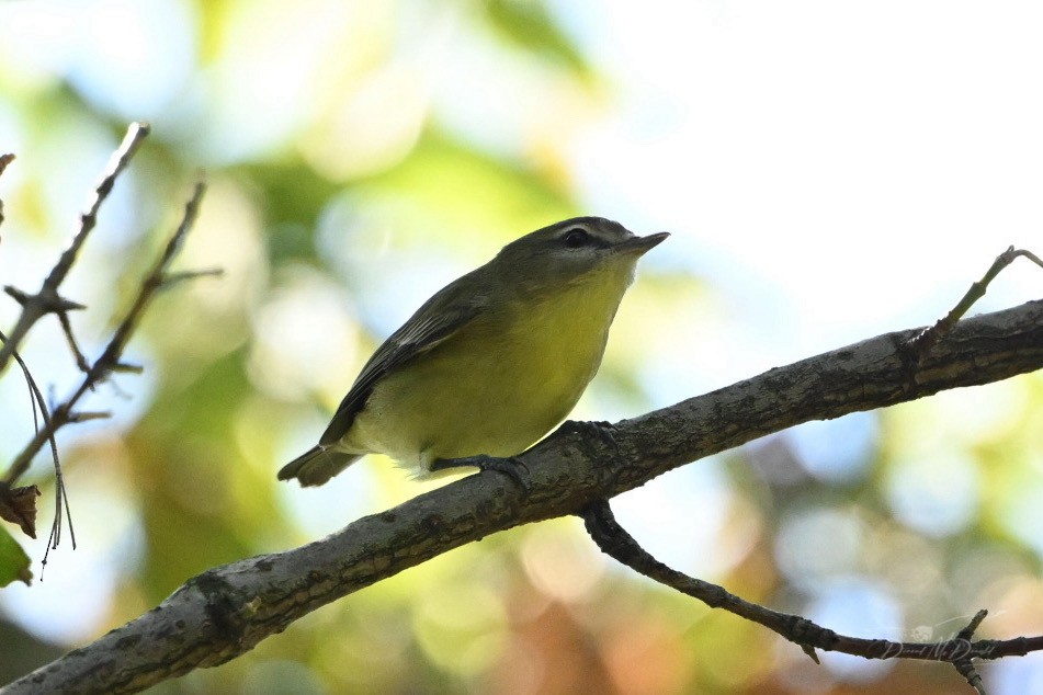 Philadelphia Vireo - ML624205487