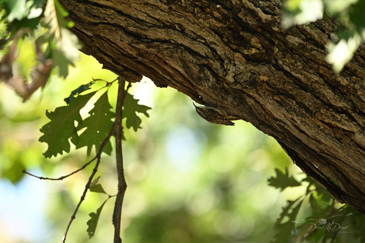 Brown Creeper - ML624205491