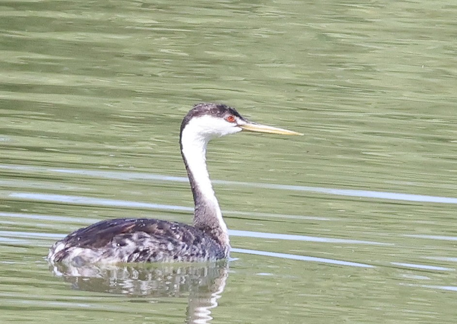 Western/Clark's Grebe - ML624205493