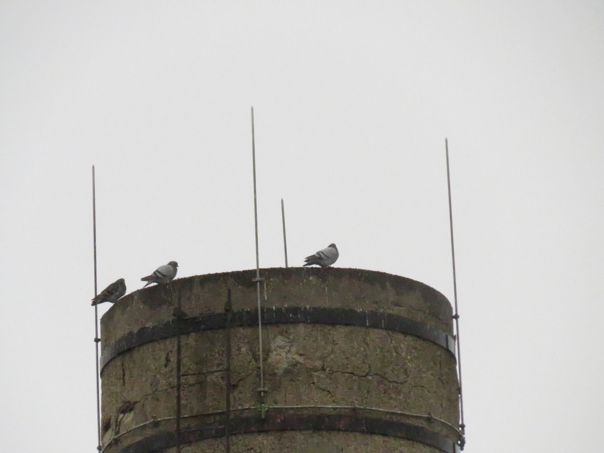 Rock Pigeon (Feral Pigeon) - ML624205498