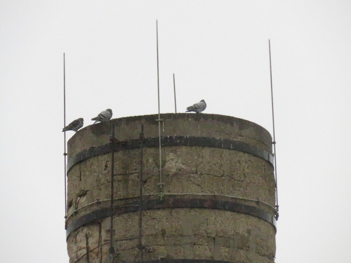 Rock Pigeon (Feral Pigeon) - ML624205499