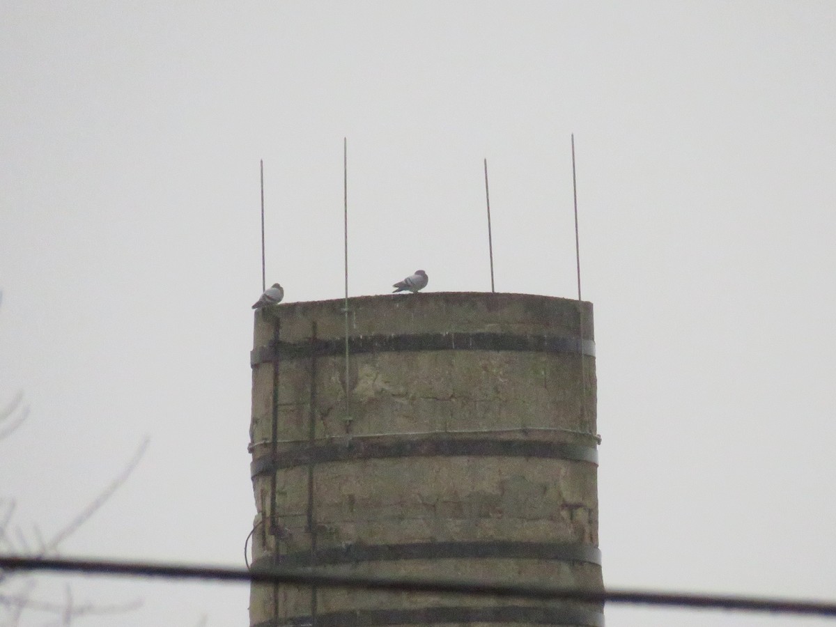 Rock Pigeon (Feral Pigeon) - ML624205500