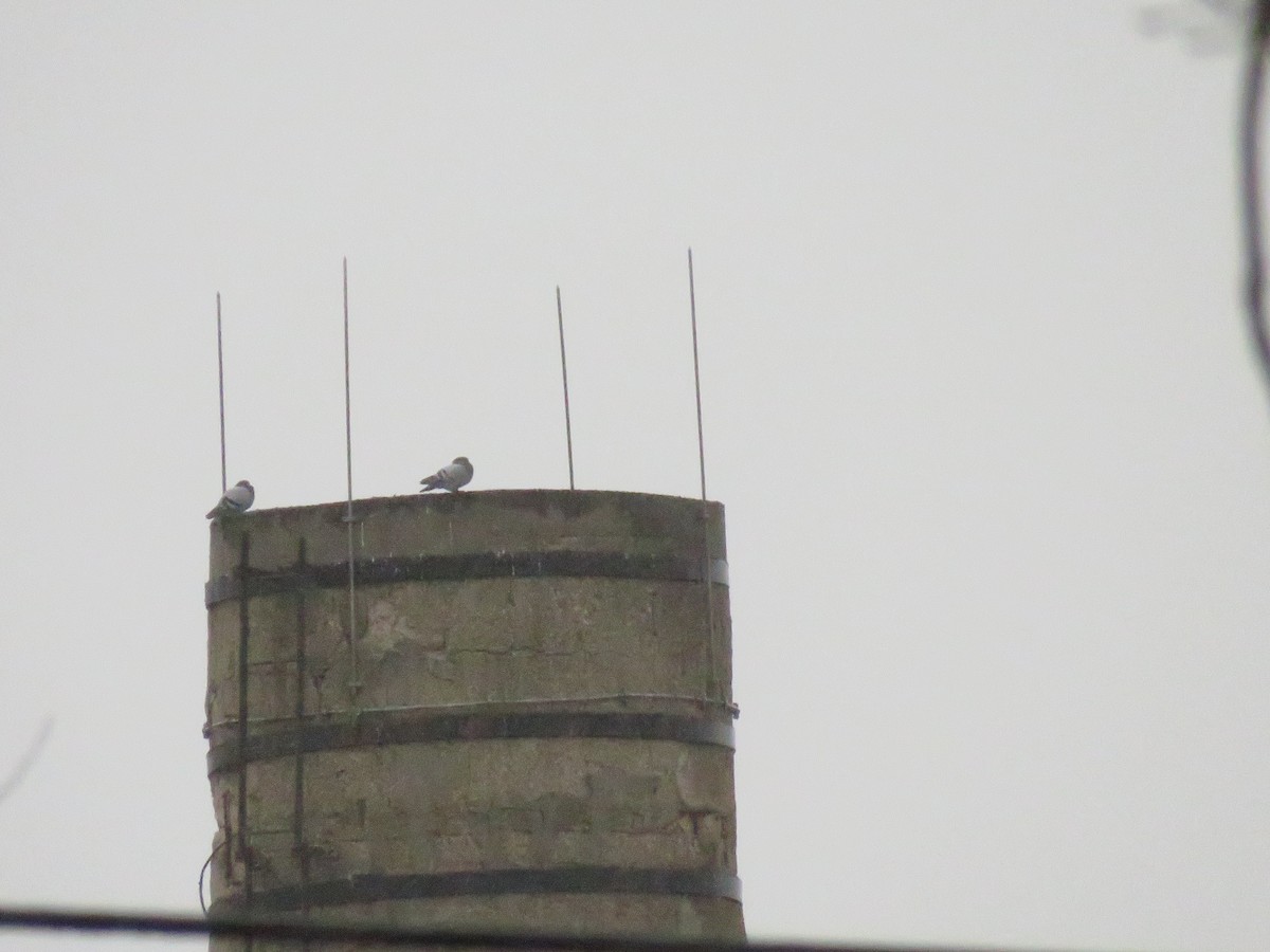 Rock Pigeon (Feral Pigeon) - ML624205501