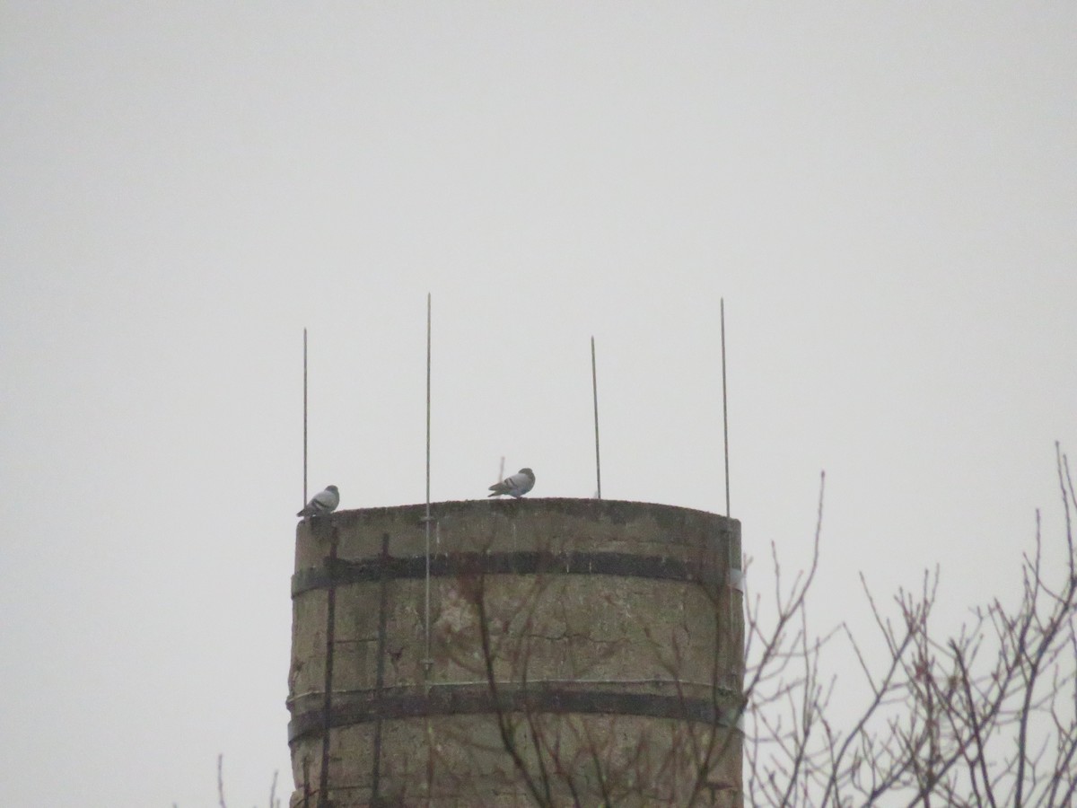 Rock Pigeon (Feral Pigeon) - ML624205503