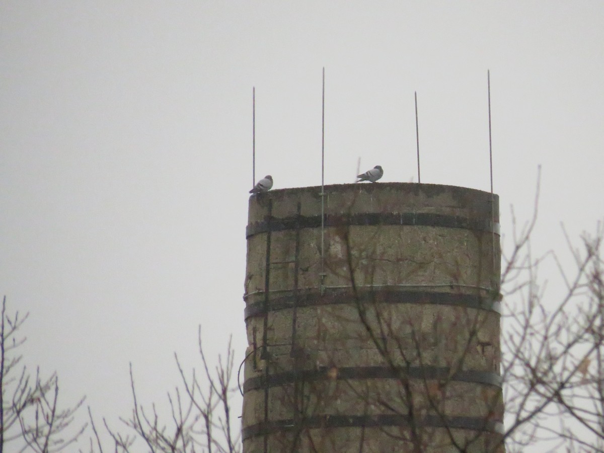 Rock Pigeon (Feral Pigeon) - ML624205506