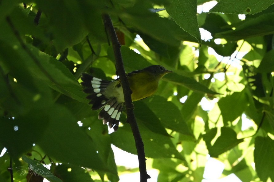 Magnolia Warbler - ML624205510