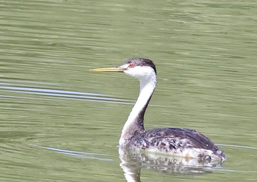 Western/Clark's Grebe - ML624205516