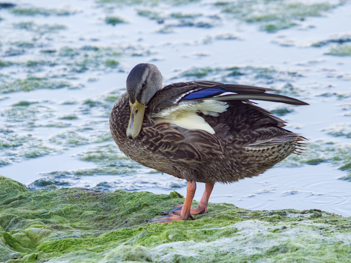 Mexican Duck - ML624205519